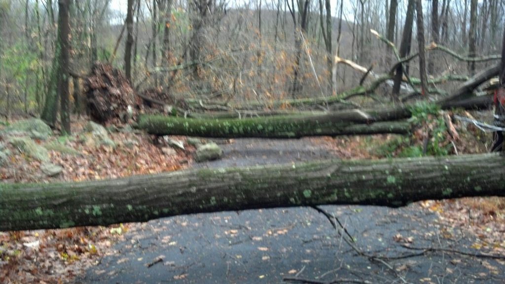 Our tress fallen across the road - Hurricane Sandy - October 2012